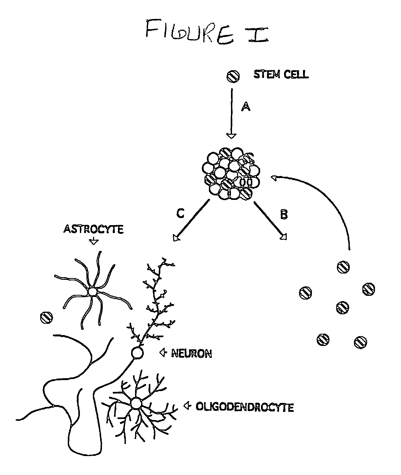 Multipotent neural stem cell compositions