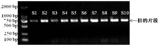 Standard detection sequence for DNA bar code of Leuciscus waleckii and application of standard detection sequence