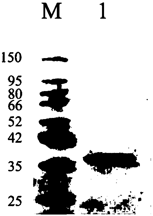 Nano antibody capable of specifically combining HPVL6-E6 protein as well as coding sequence, preparation method and application thereof