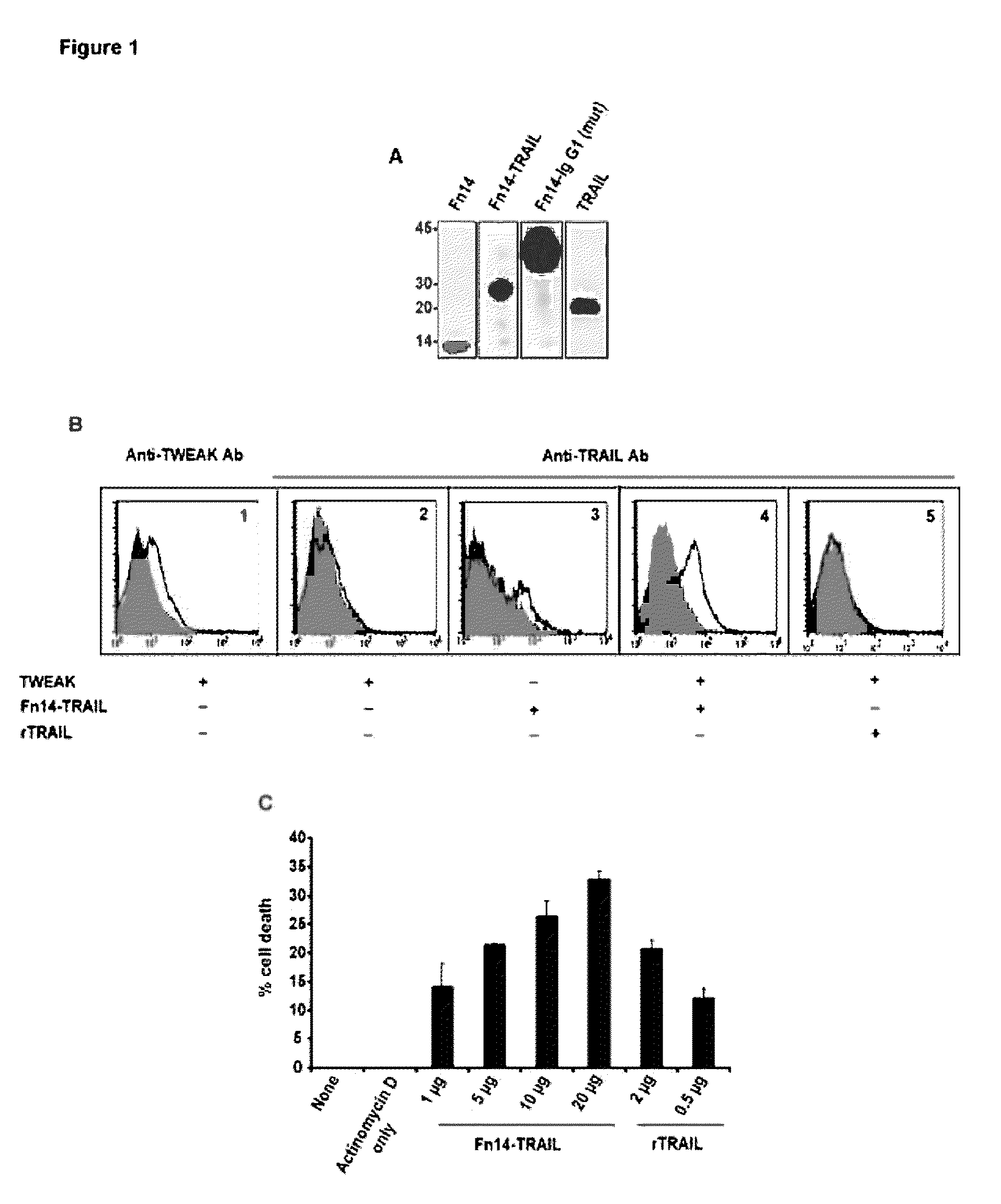Fn14/trail fusion proteins