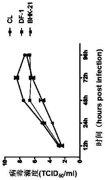 Method for high-efficiency amplification of Tembusu virus by chicken hepatocytes