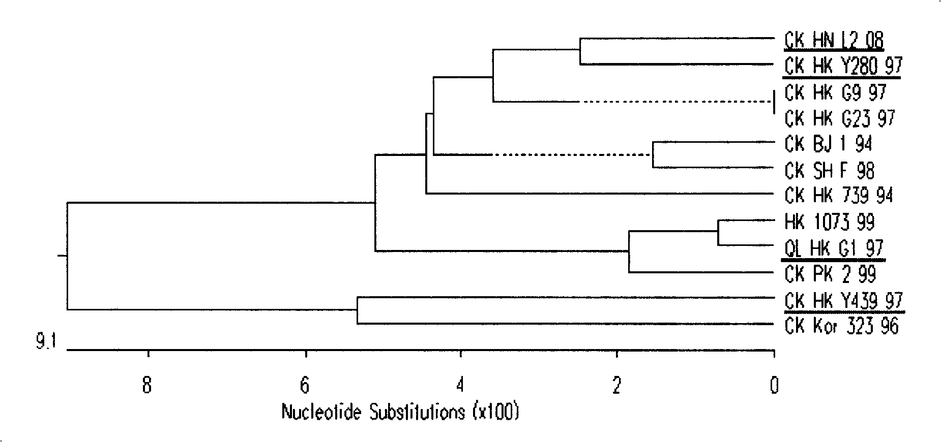 Separation identification and purification process for chicken source H9N2 avian influenza virus strain and uses thereof