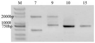 A rapd primer for distinguishing loofah varieties and its application