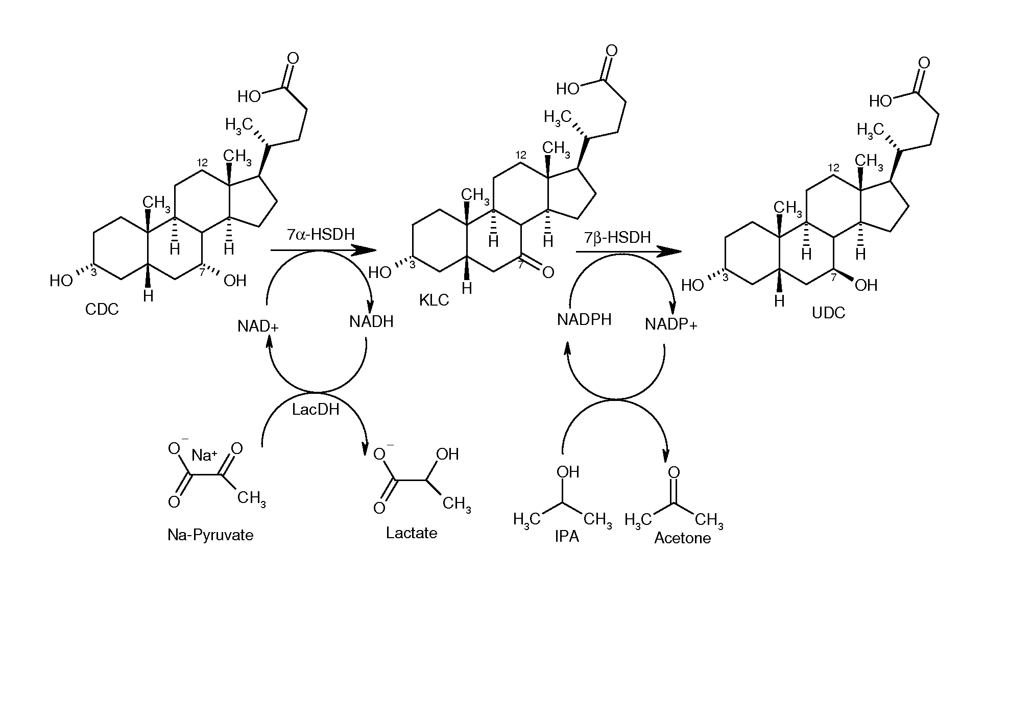 Process for the enzymatic regeneration of redox cofactors