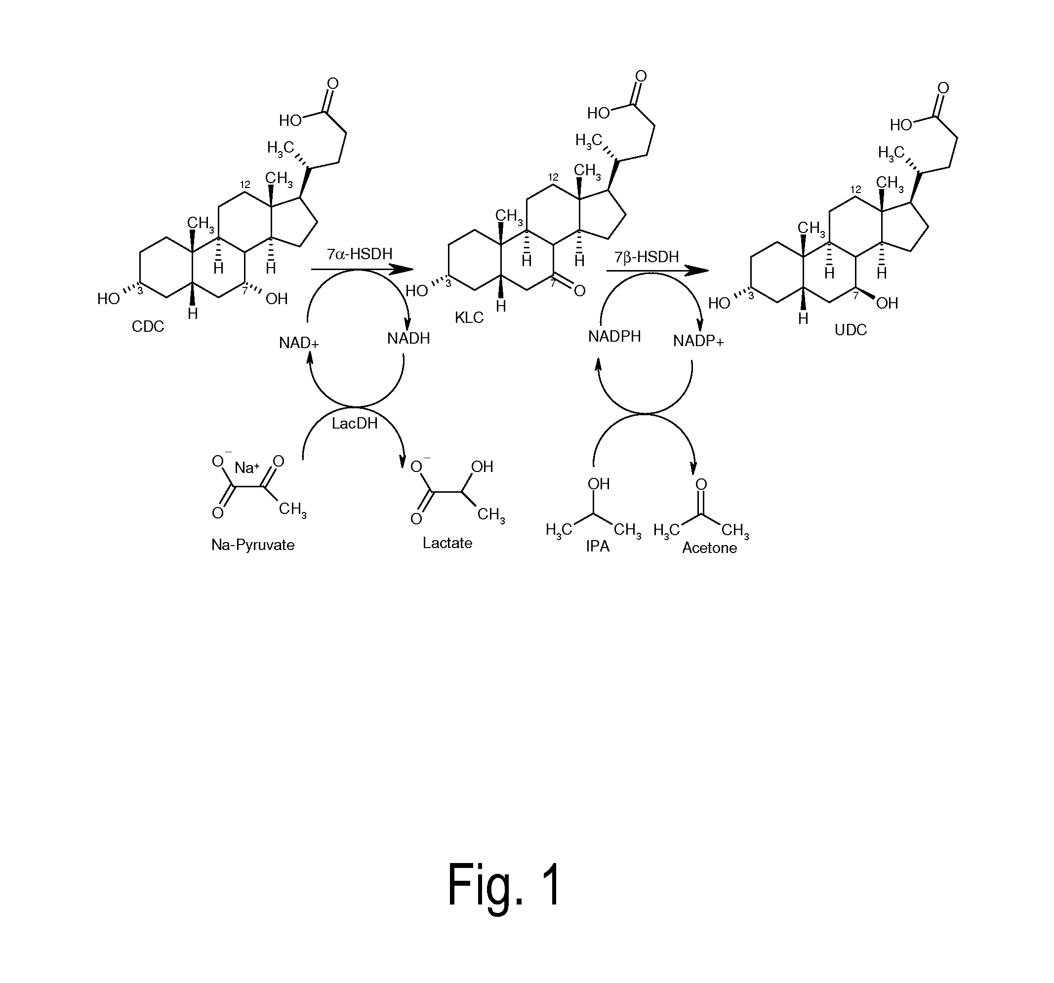 Process for the enzymatic regeneration of redox cofactors