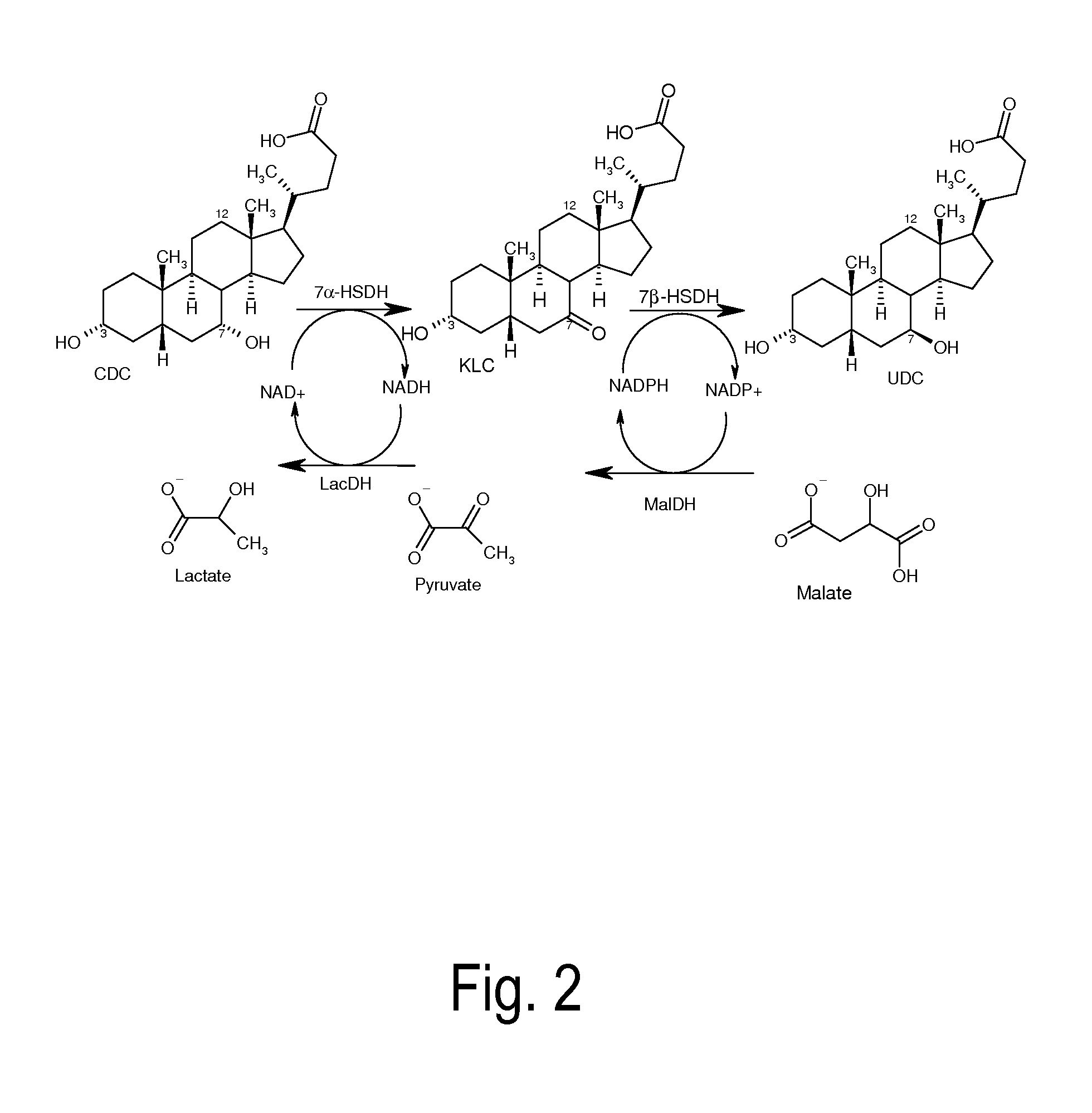 Process for the enzymatic regeneration of redox cofactors