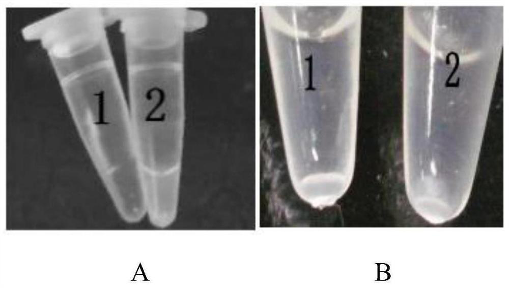 Molecular detection method of Alicyclobacillus acidoterrestris