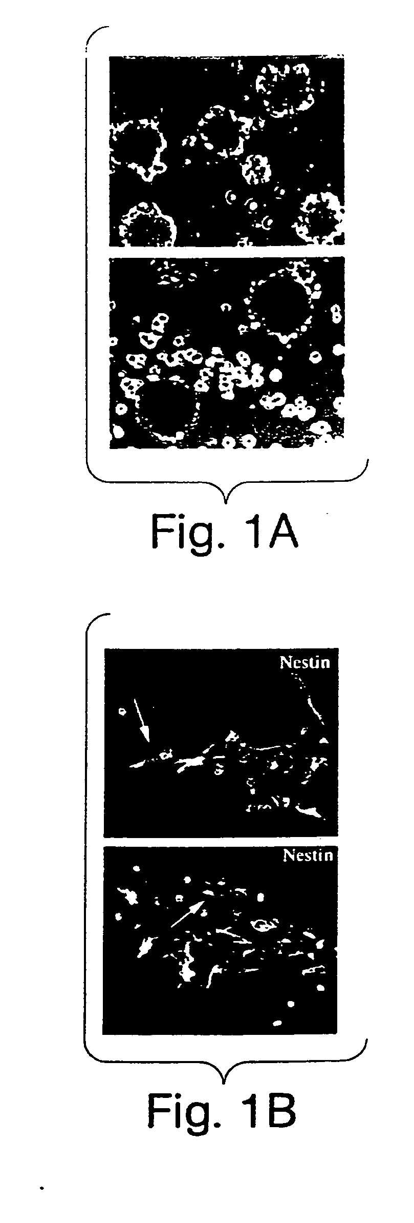 Multipotent stem cells from peripheral tissues and uses thereof