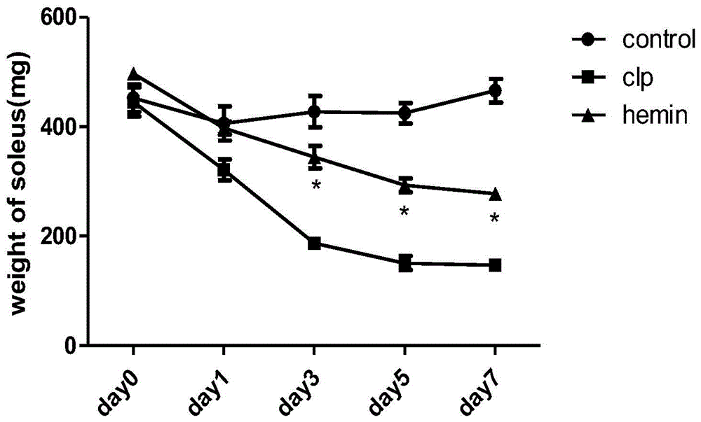 Application of hemin in preparation of drugs used for preventing and treating muscle atrophy caused by sepsis