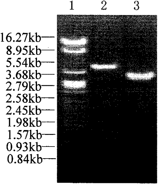Method for constructing saccharopolyspora erythraea expression plasmid (pBlueV) containing vitreoscilla hemoglobin gene (vgb)