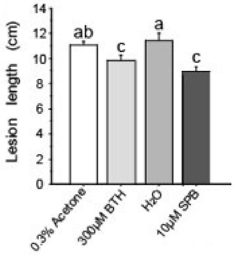 Application of pyrimidine-like compounds in promoting the synthesis of metabolites and hormone levels in rice