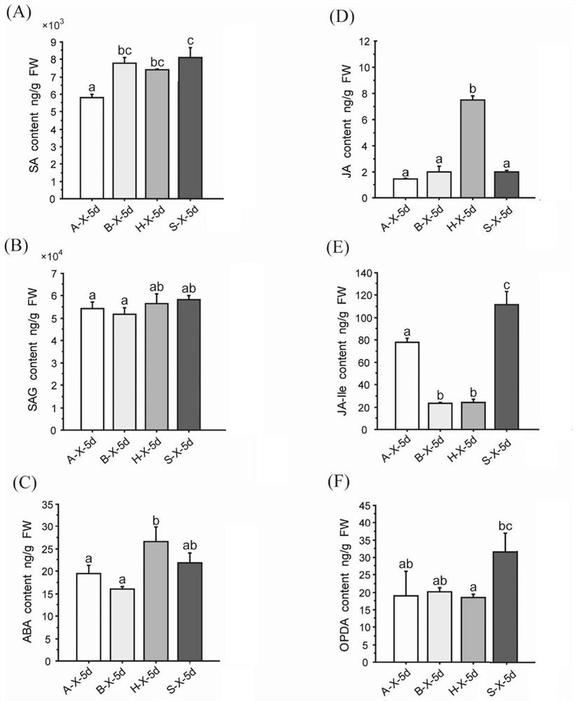 Application of pyrimidine-like compounds in promoting the synthesis of metabolites and hormone levels in rice