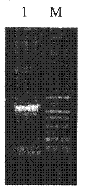 Cotton GbSTK gene, encoding protein thereof and application for resisting verticillium wilt of plants