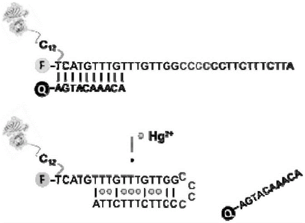DNA-protein conjugate and application thereof in detecting mercury ion concentration