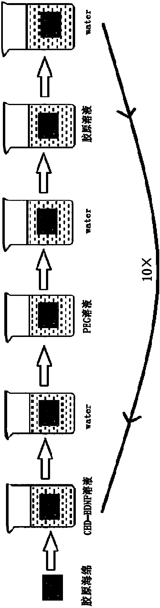 Sustained-release system of collagen scaffold loaded with bioactive factors and construction method thereof