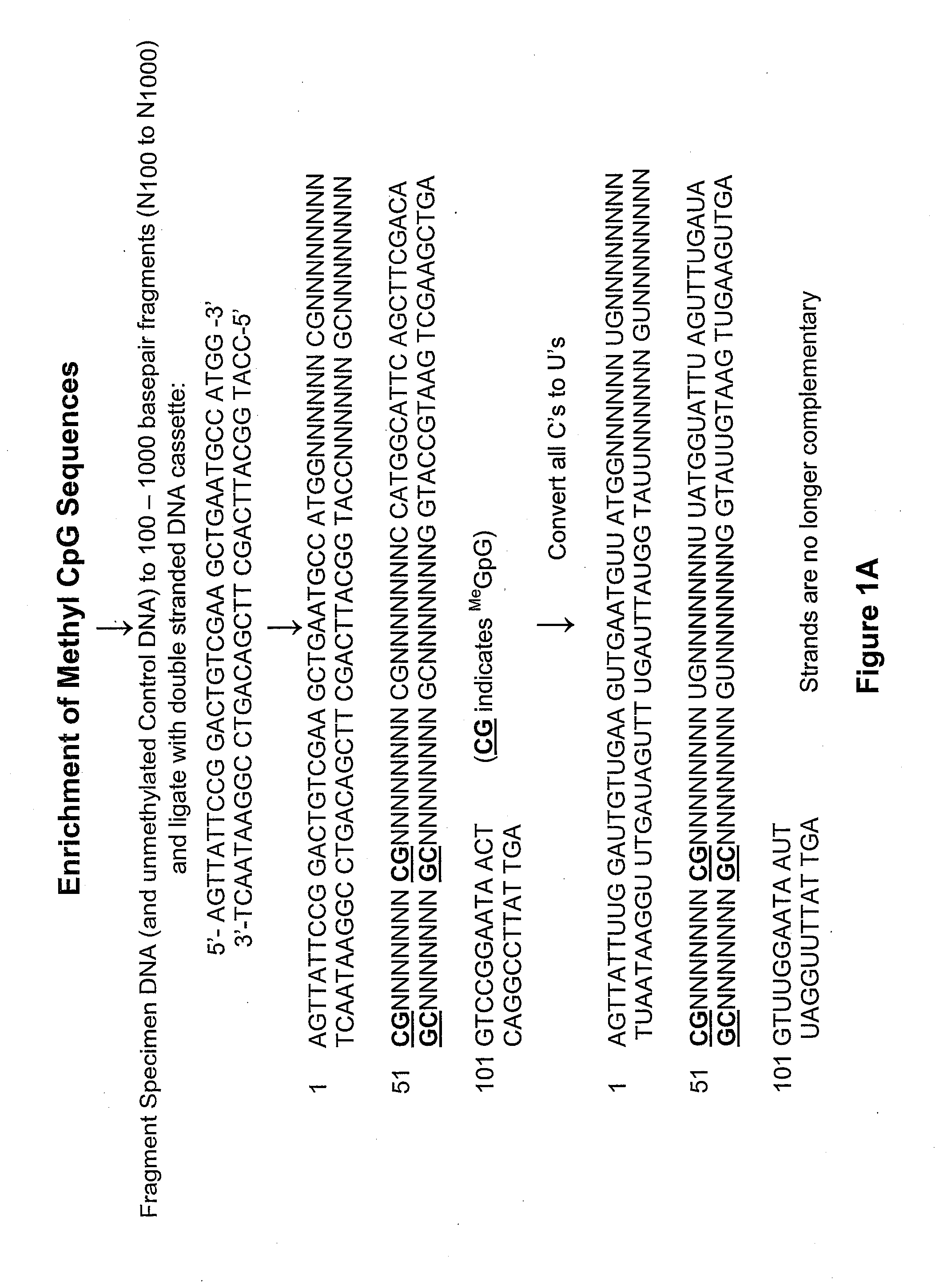 Methods for Detection of Methyl-CpG Dinucleotides