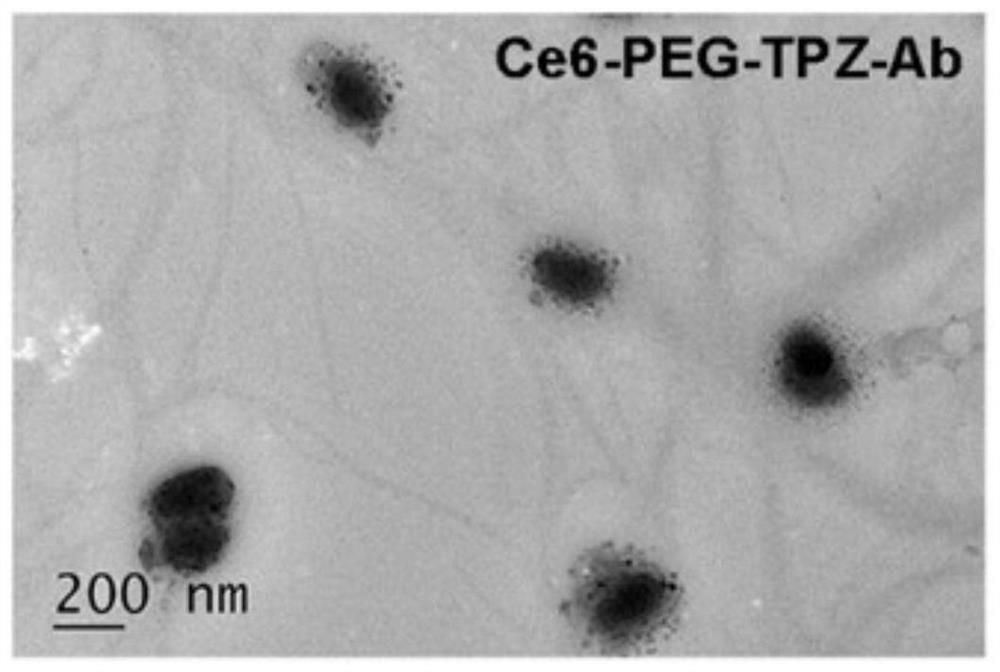 Multifunctional nanoparticles for head and neck squamous cell carcinoma targeted treatment and preparation method