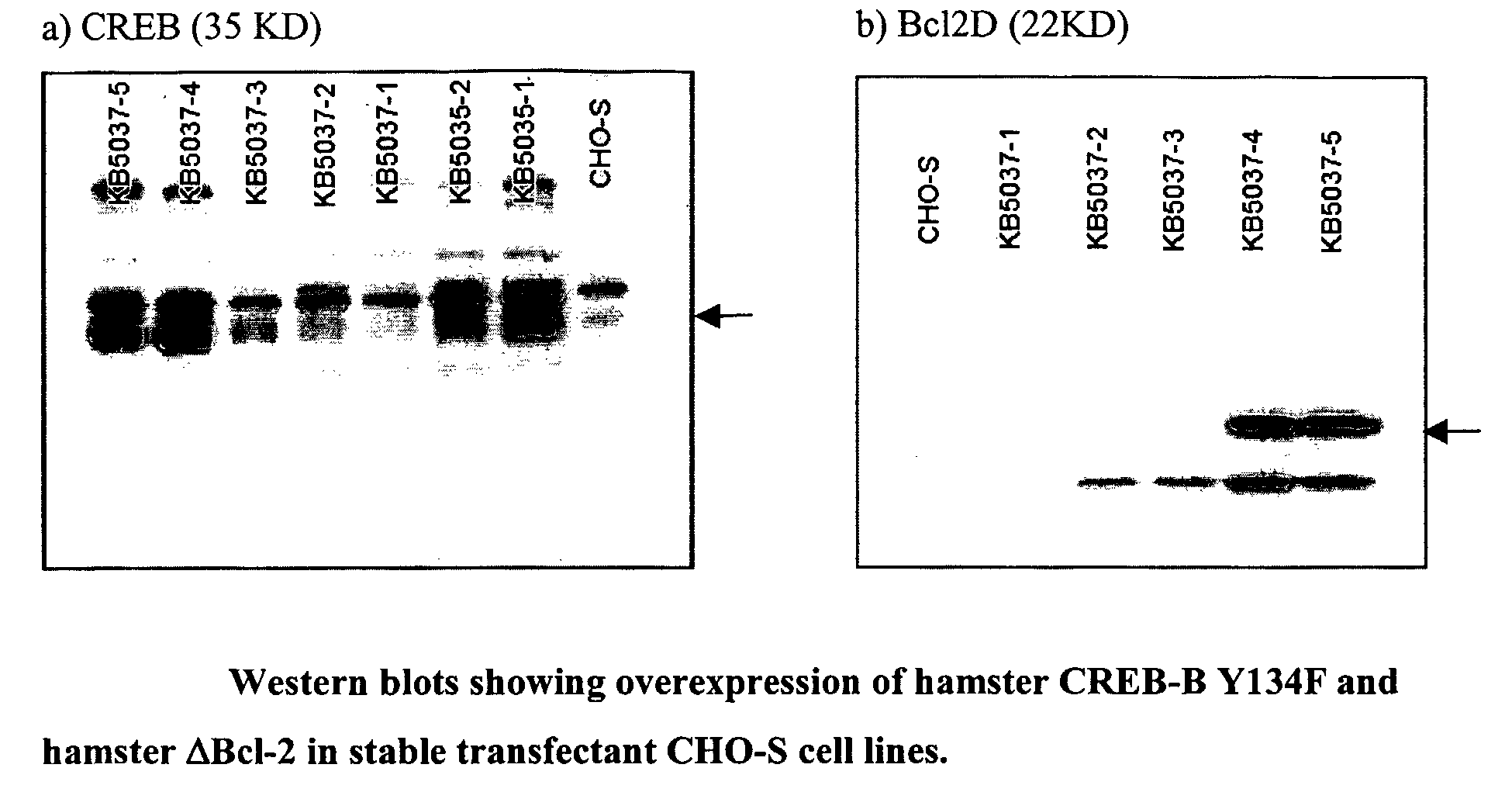 Transactivation system for mammalian cells