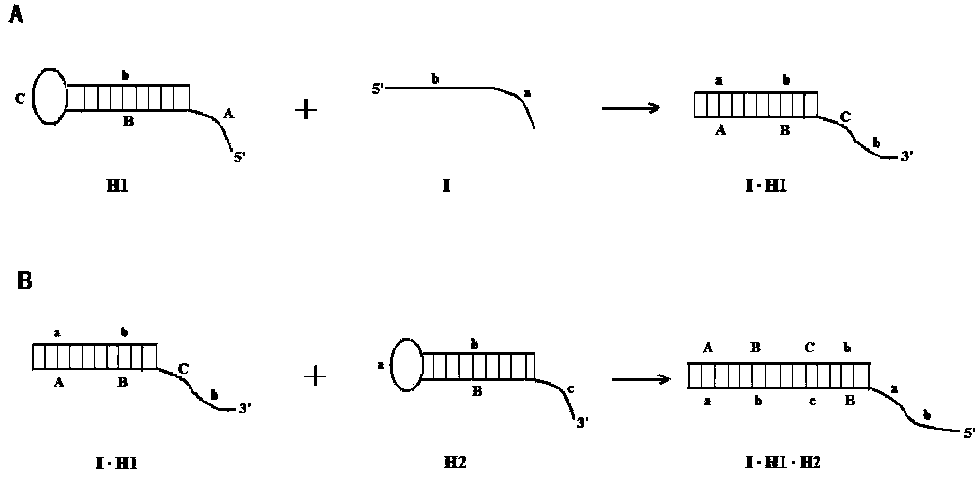 Asymmetrical hairpin probe and application thereof