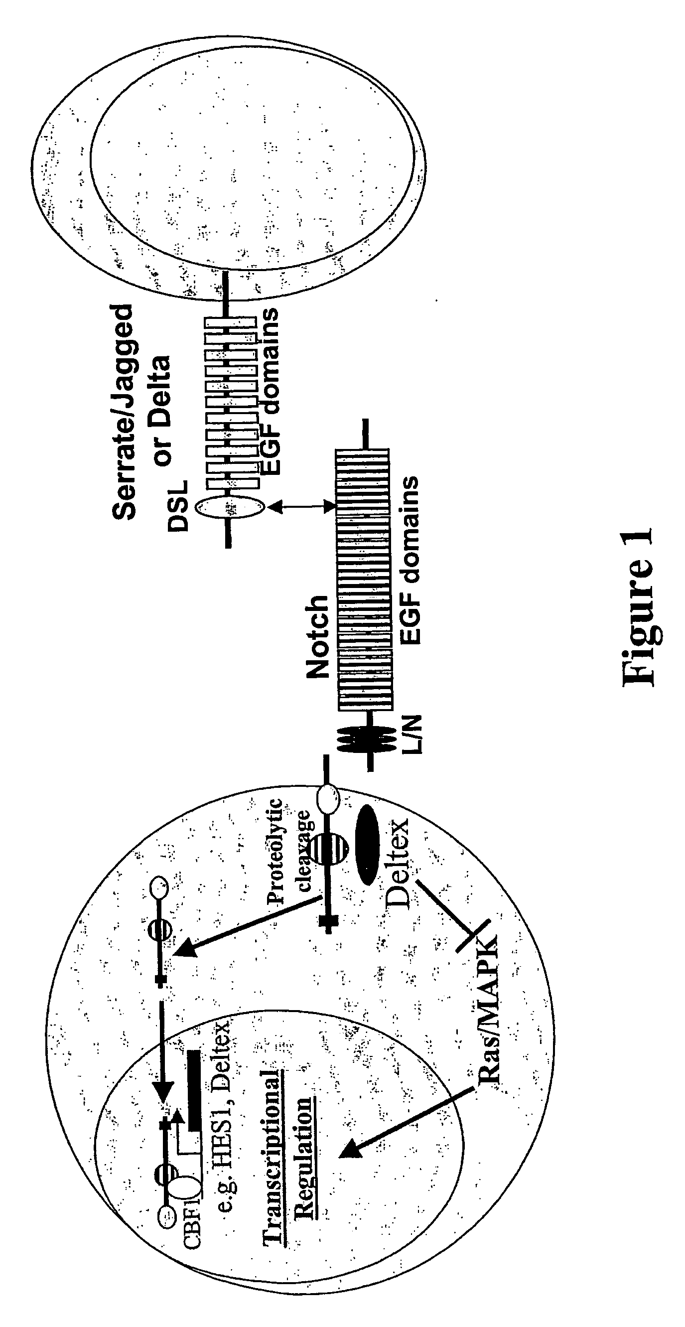 Modulators of the Notch signalling pathway and uses thereof in medical treatment