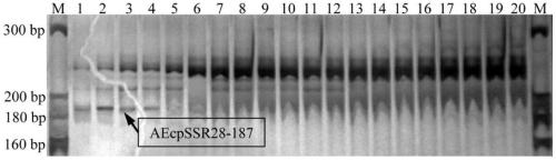 Abelmoschus esculentus chloroplast microsatellite polymorphic marker primers and method for molecular identification of varieties