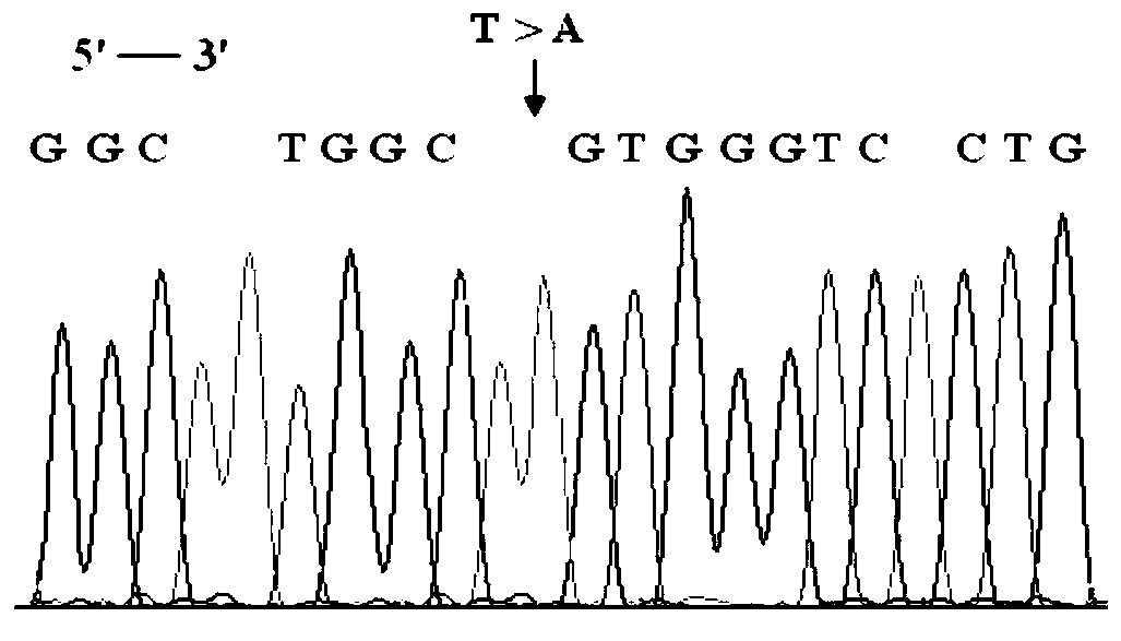 Rh blood type DEL type RHD1073T&gt;A allele and application thereof