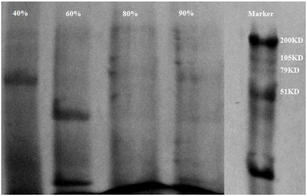 Enzyme preparation, preparation method and application thereof in sudan red degradation