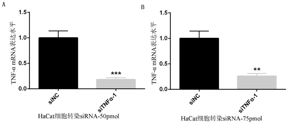 SiRNA for specifically knocking down TNF-alpha gene expression and application thereof