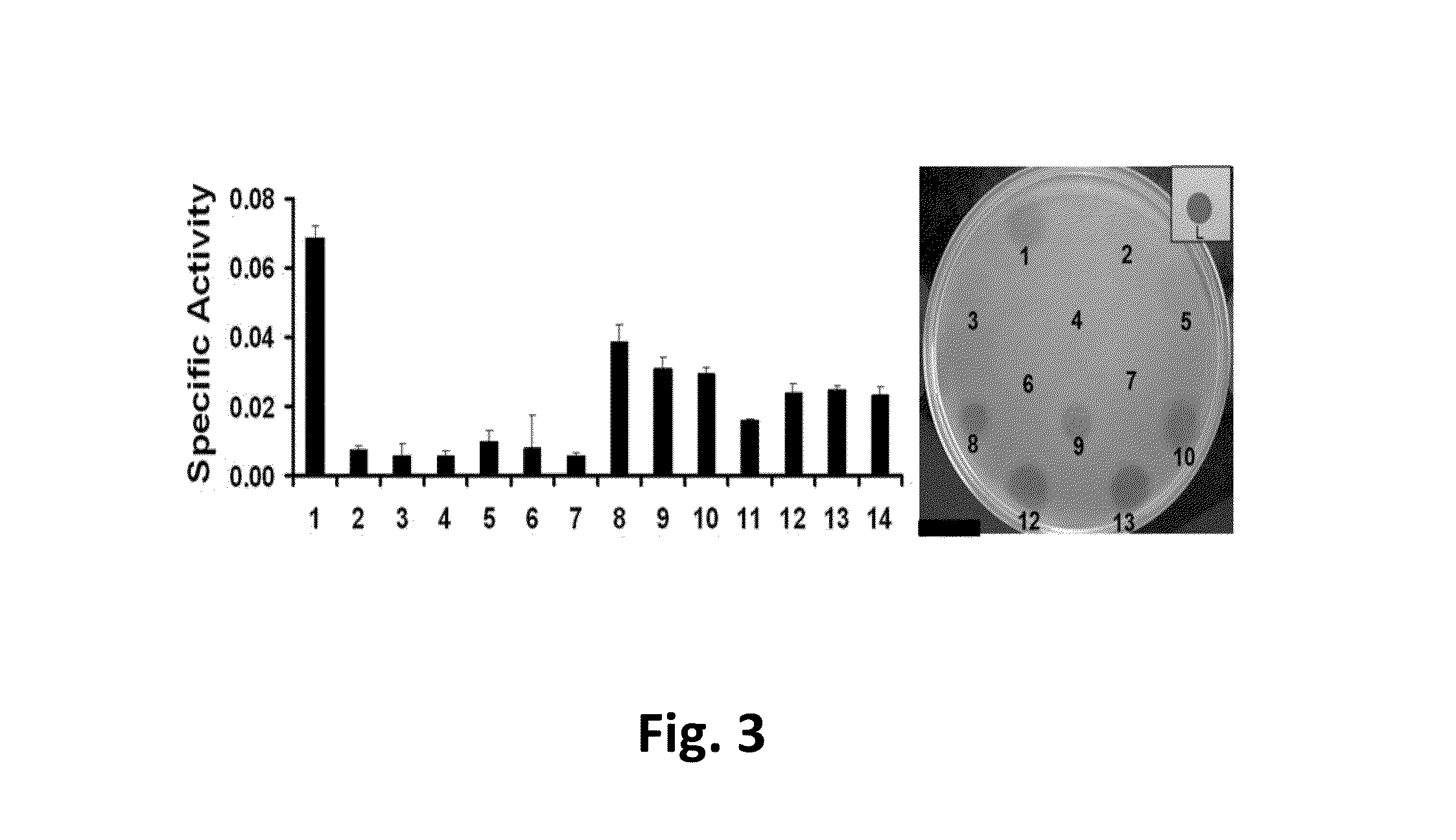 Staphylococcal Phage2638A Endolysin Amidase Domain Is Lytic for Staphylococcus aureus