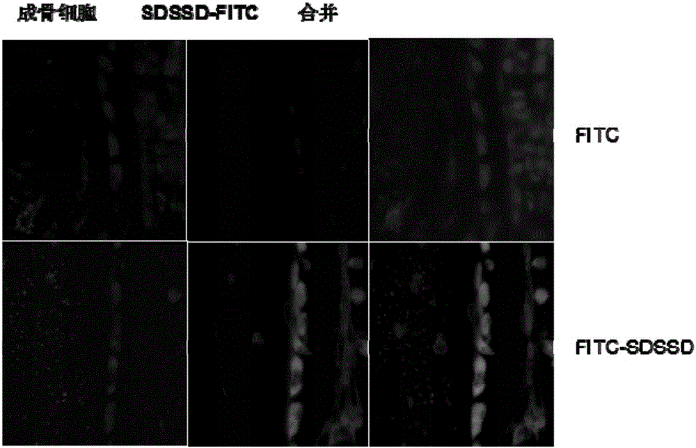 Medicine for enhancing osteoblast bone formation in targeting manner and synthesis method thereof