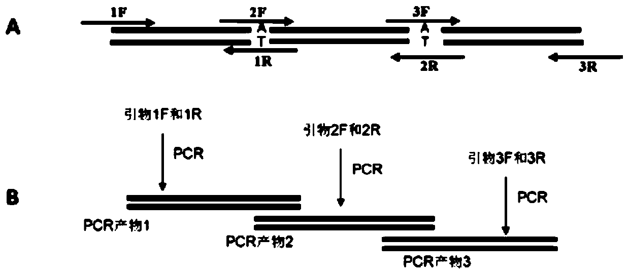 Method for Improving Rice Straw Degradation Transformation Efficiency Using Exoglucanase