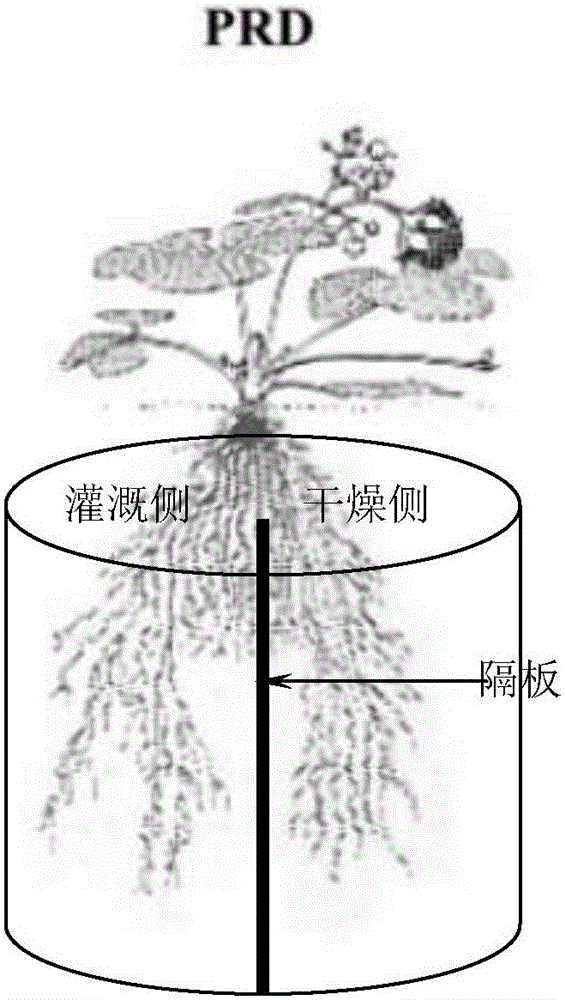 Root splitting method for preventing water from moving in alternate irrigation of peanut root system zones