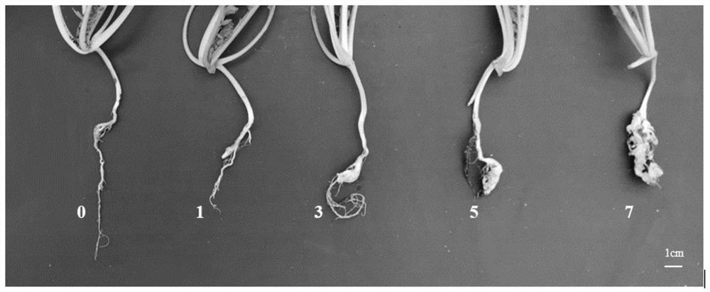 A method for identification of radish clubroot resistance