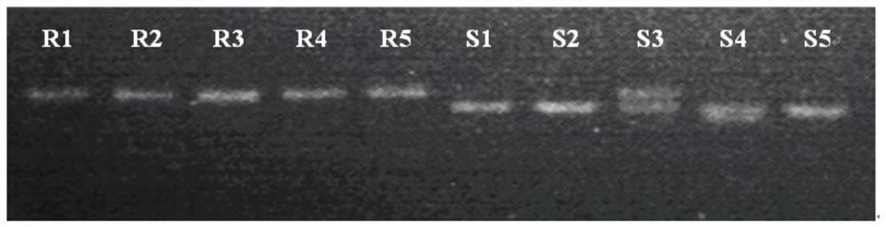 A method for identification of radish clubroot resistance