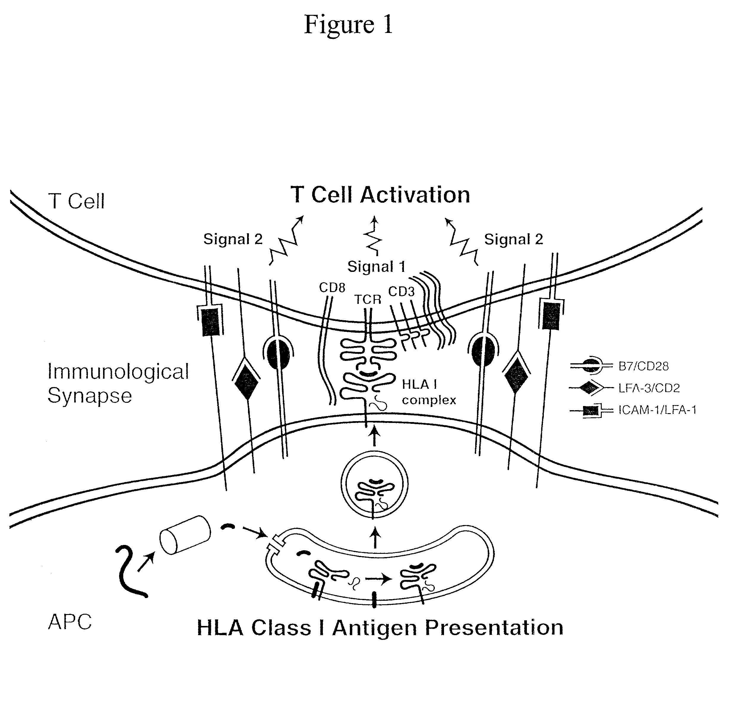 Artificial antigen presenting cells and methods of use thereof