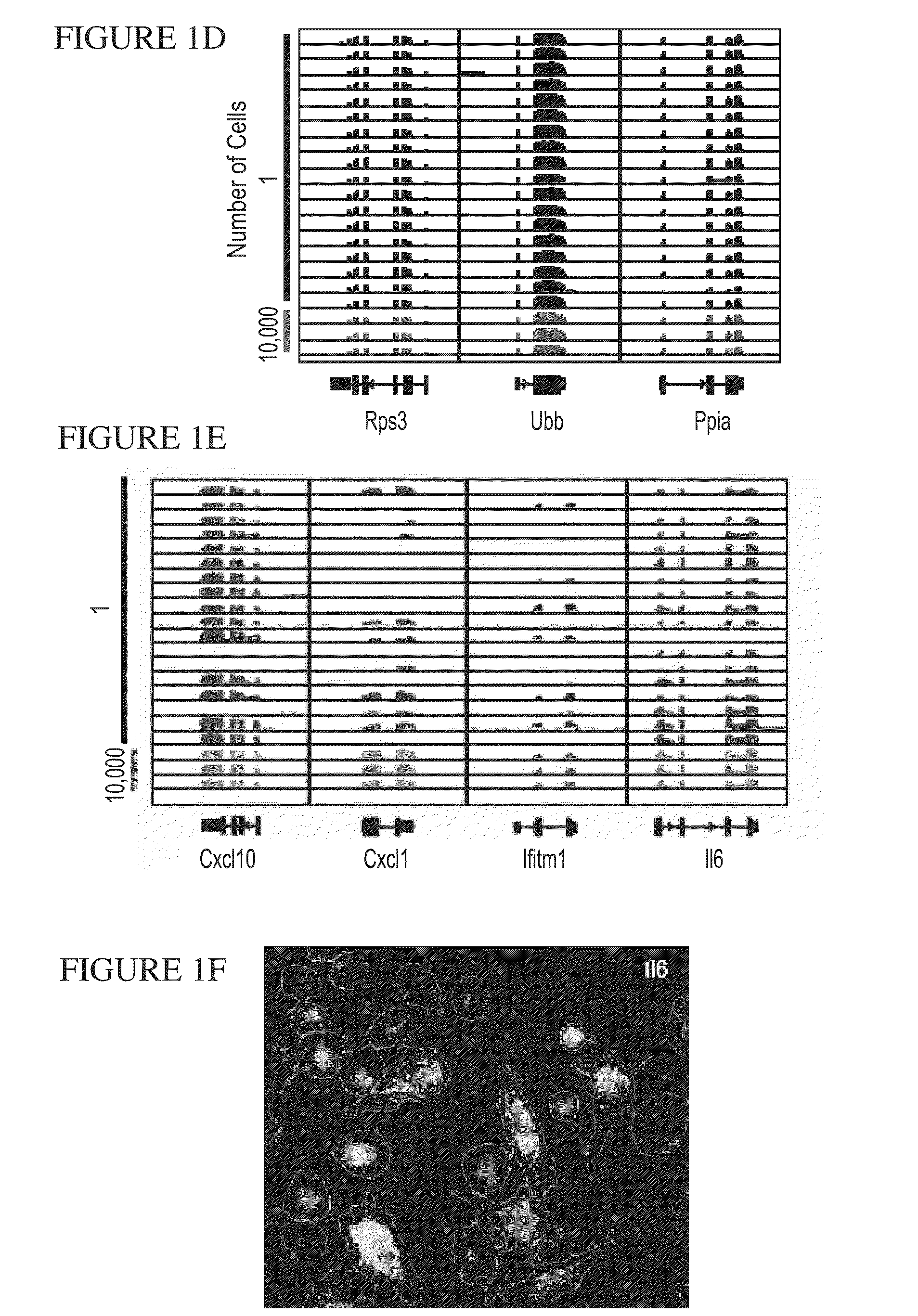 Dendritic cell response gene expression, compositions of matters and methods of use thereof