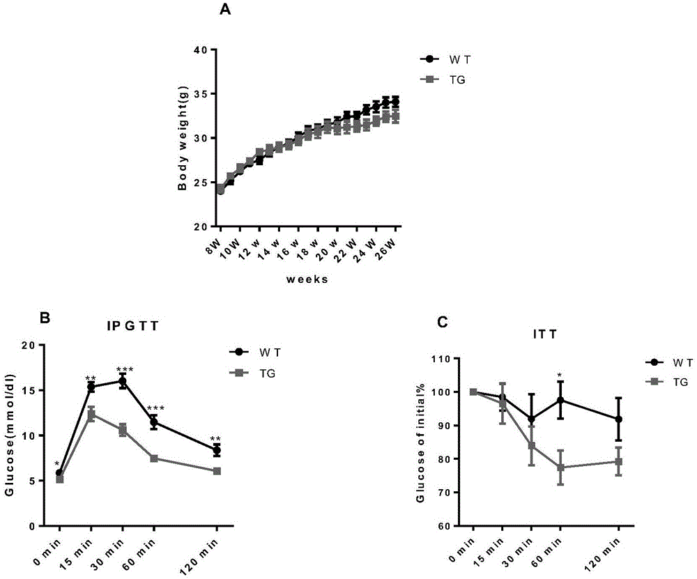 Application of excreted factor GREM2 to 2-type diabetic therapy drug preparation