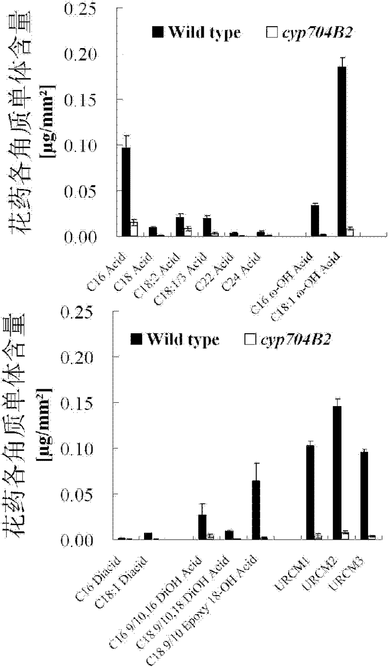 Application of vector containing CYP704B2 gene