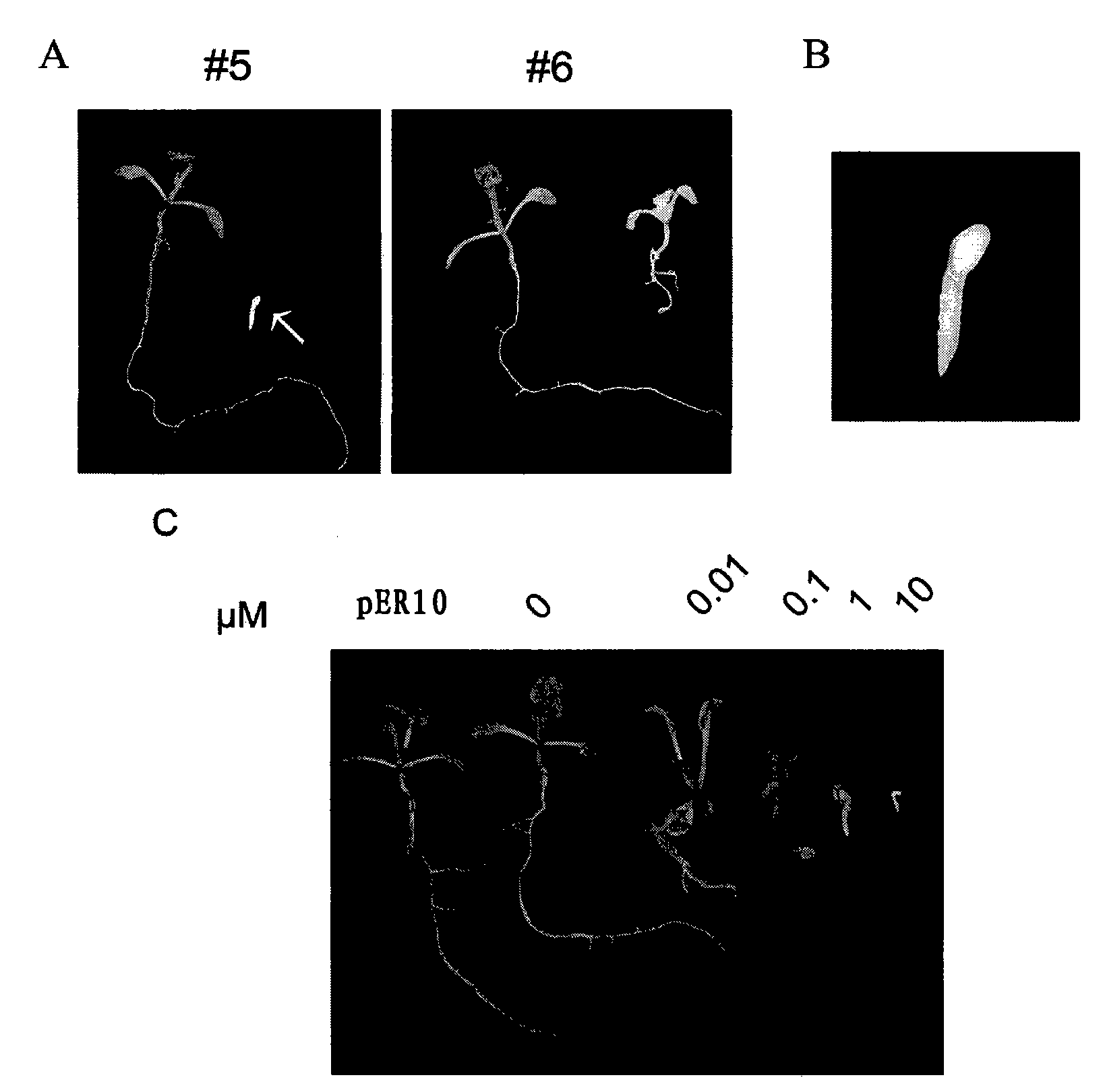 Transcription factor for enhancing embryogenesis of plant cell and synthesis of fatty acid as well as encoding gene and application thereof