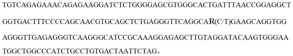 SNP molecular marker of fam131c gene related to bone mineral density of sow limbs and hoofs