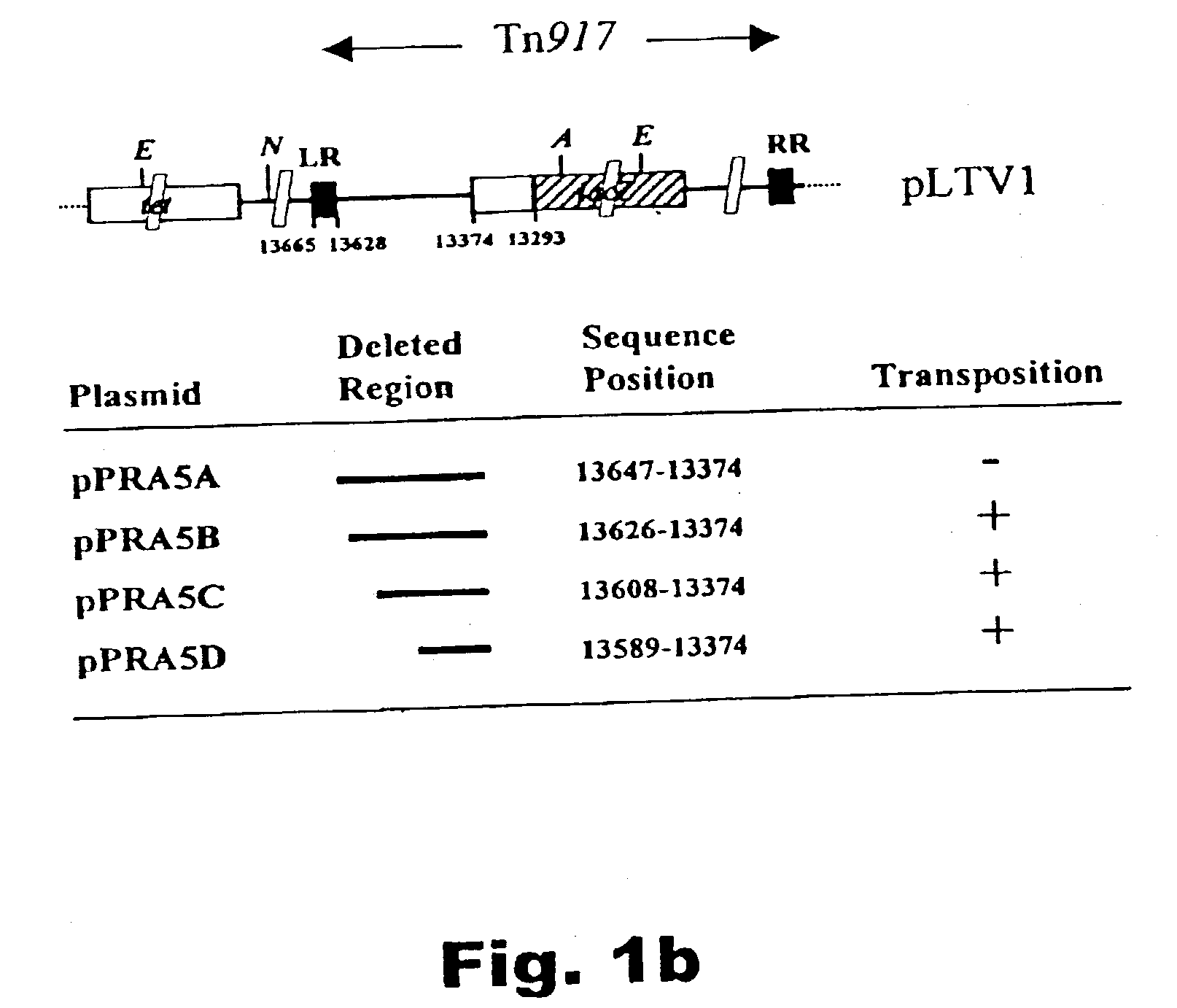 Method of isolating secretion signals in lactic acid bacteria and novel secretion signals isolated from lactococcus lactis