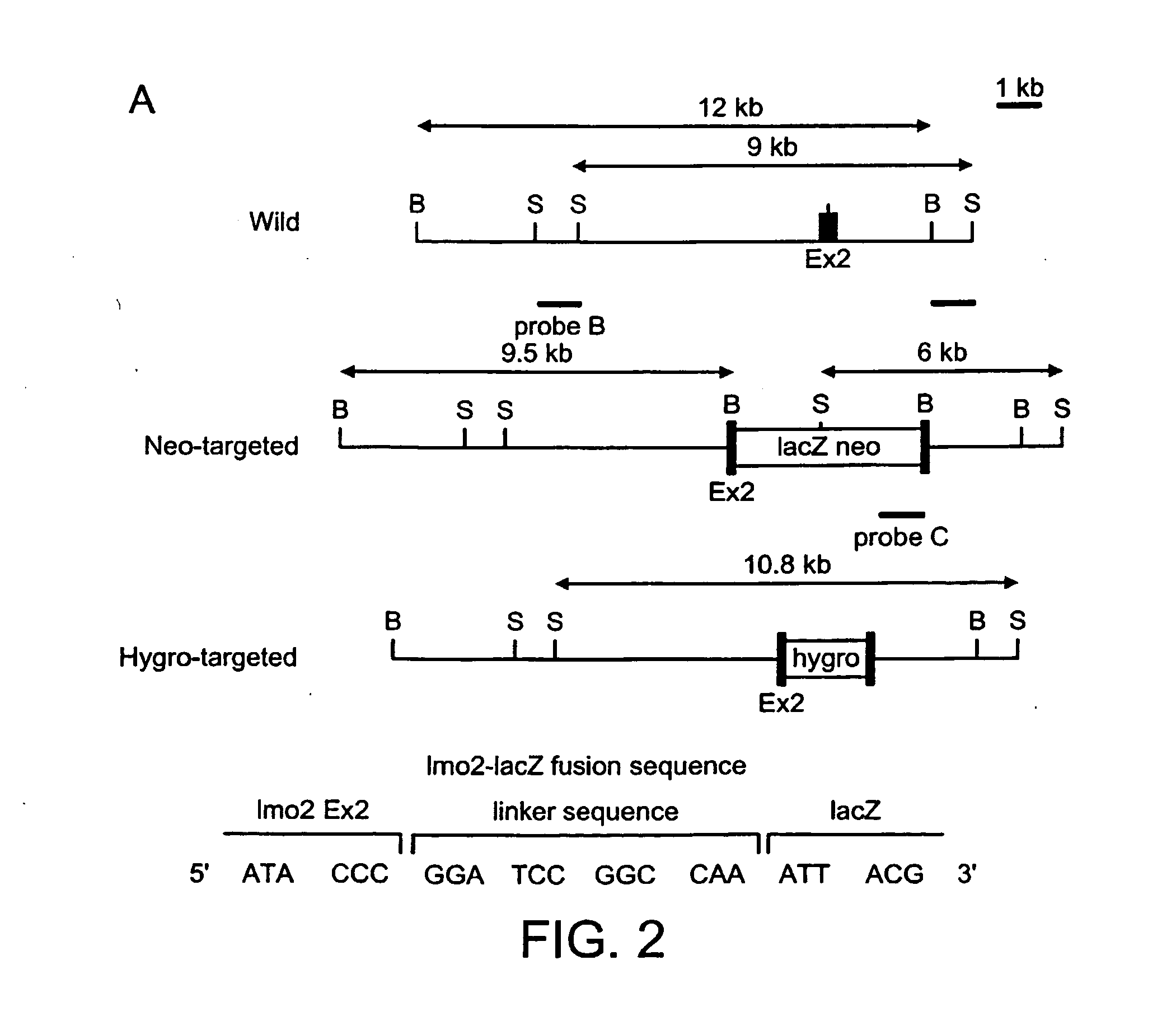 Modulation of angiogenesis