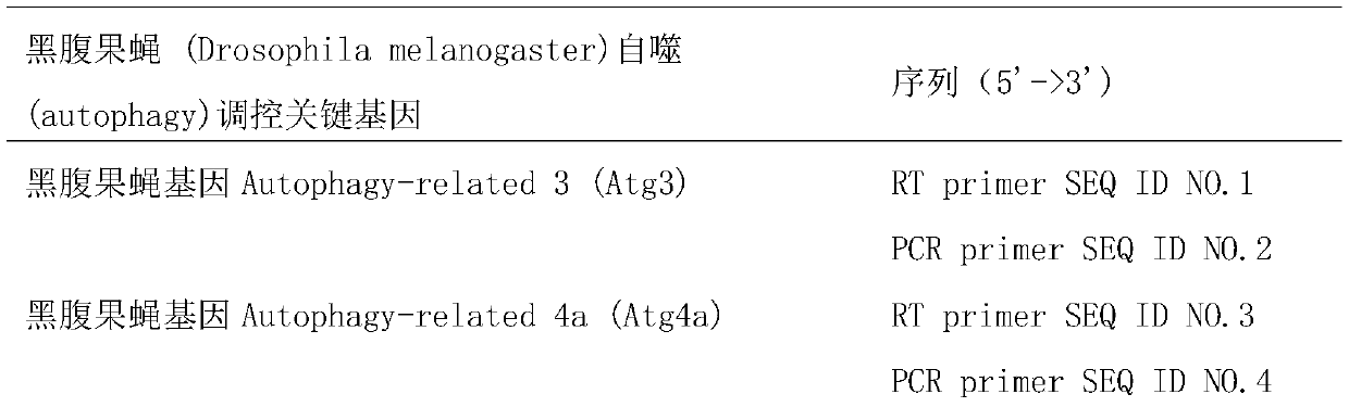 Primer composition, kit and method for detecting the expression level of key genes of autophagy in Drosophila melanogaster