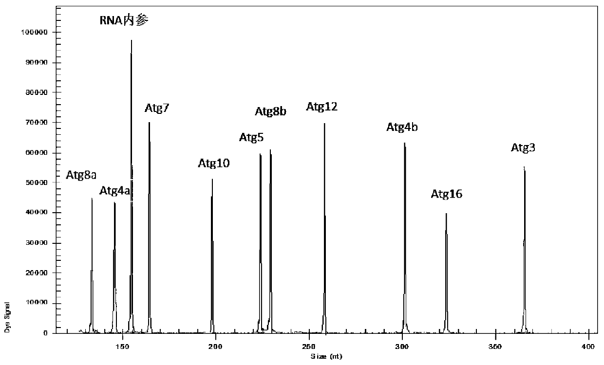 Primer composition, kit and method for detecting the expression level of key genes of autophagy in Drosophila melanogaster