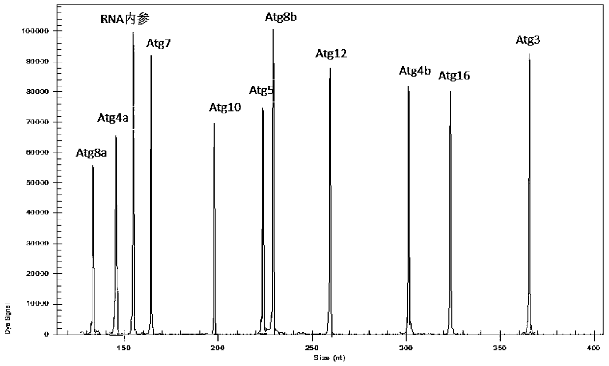 Primer composition, kit and method for detecting the expression level of key genes of autophagy in Drosophila melanogaster