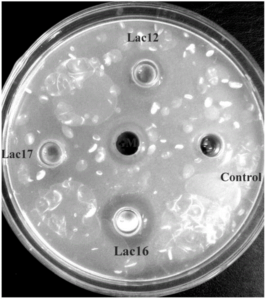 Lactobacillus plantarum for preventing necrotic enteritis of chickens and application thereof