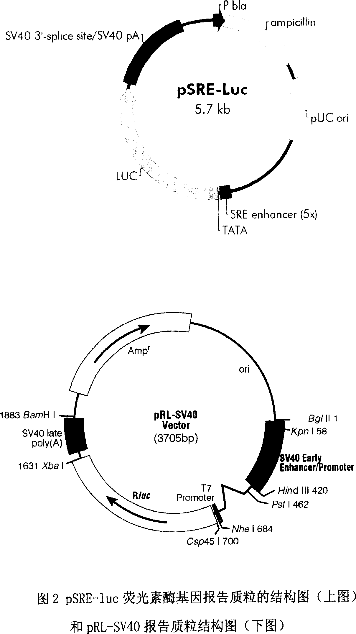 Polynucleotide affecting SRE activity and its coding polypeptides and use