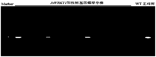 Application of transcription factor gene jswrky1 in walnut walnut