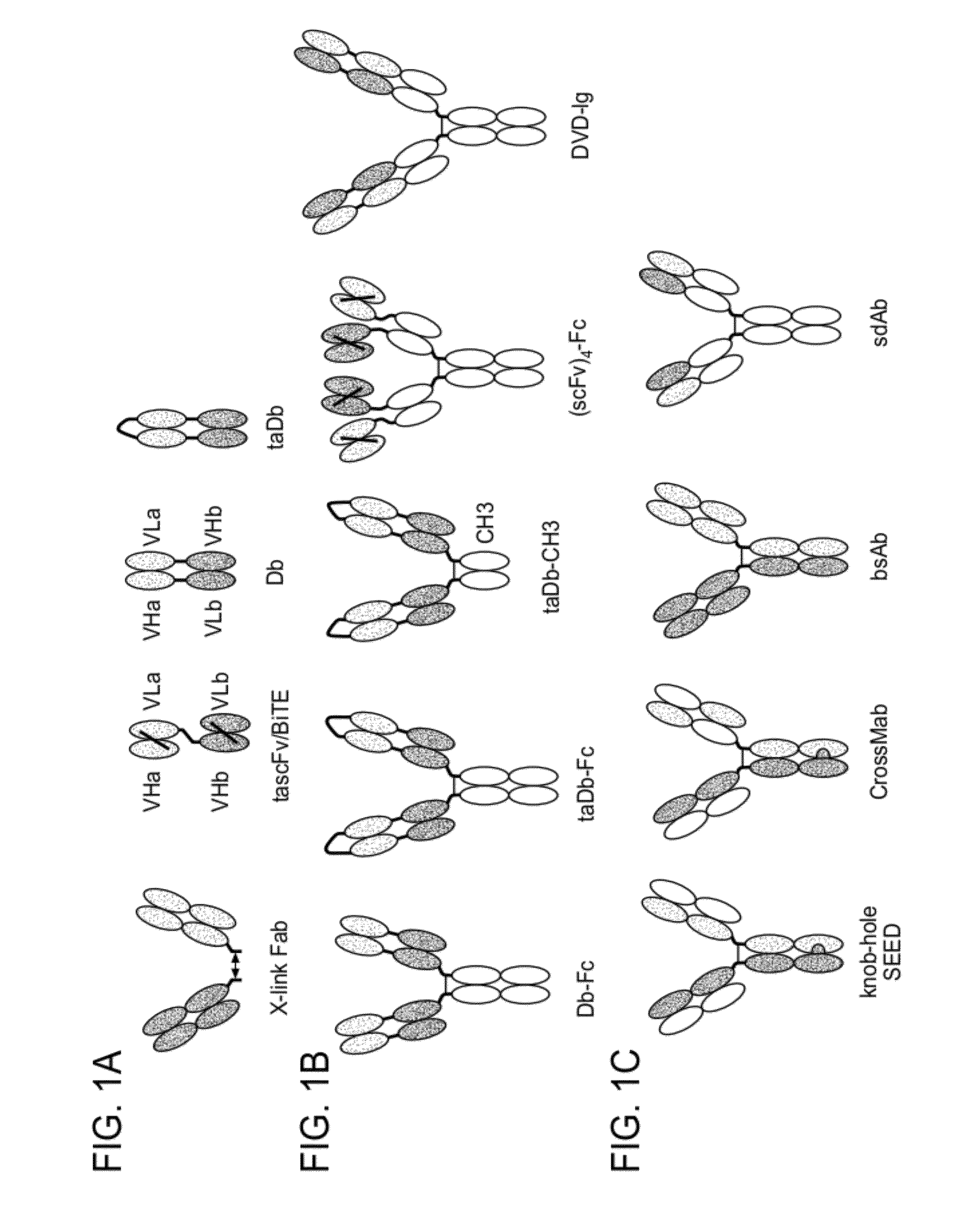 Methods for the Generation of Multispecific and Multivalent Antibodies