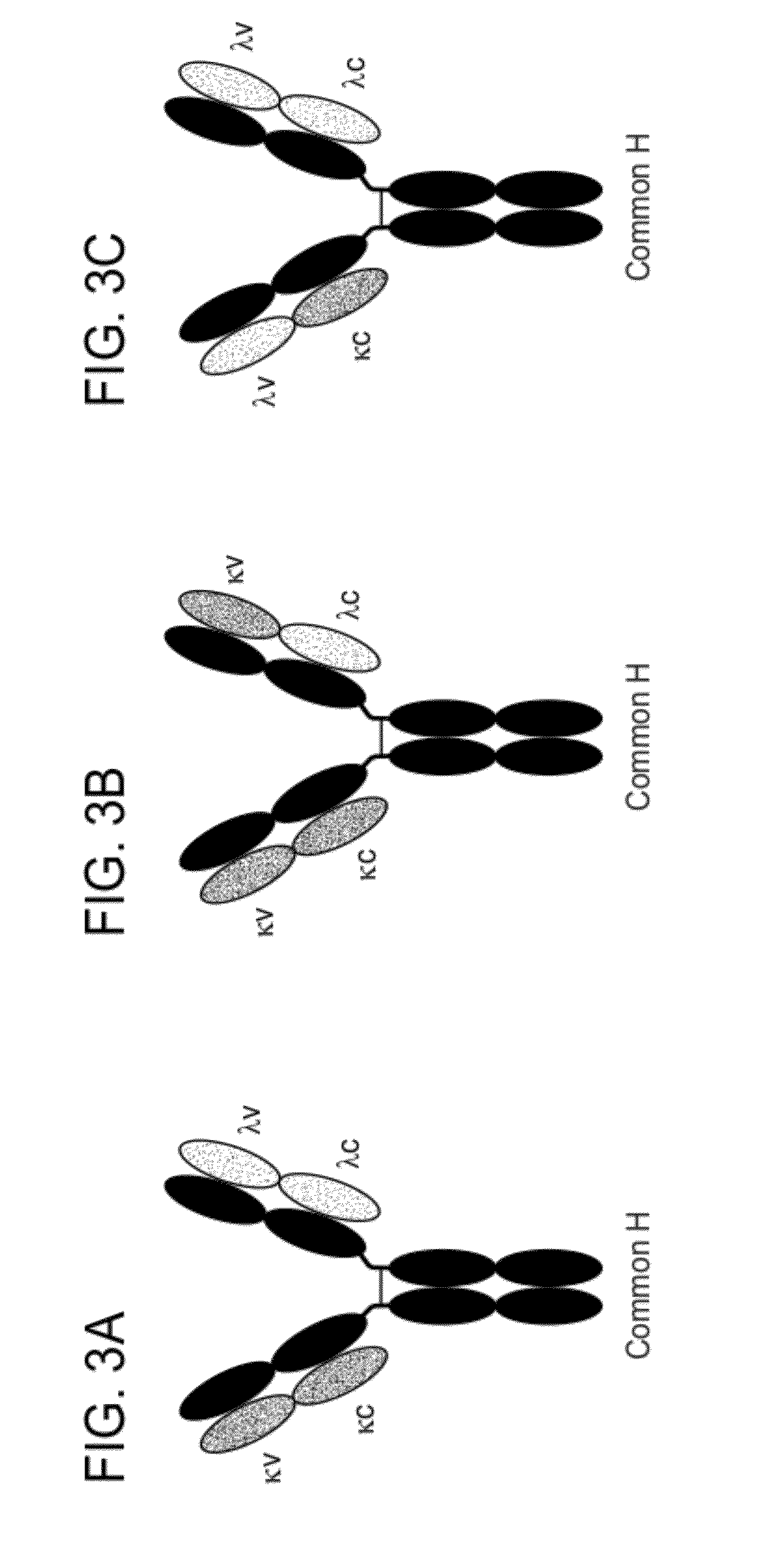 Methods for the Generation of Multispecific and Multivalent Antibodies